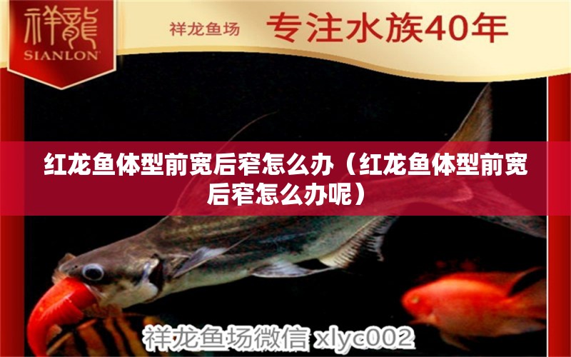 紅龍魚體型前寬后窄怎么辦（紅龍魚體型前寬后窄怎么辦呢） 祥龍魚場