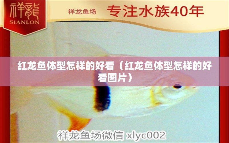 紅龍魚(yú)體型怎樣的好看（紅龍魚(yú)體型怎樣的好看圖片） 印尼紅龍魚(yú)