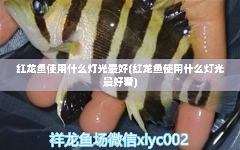 紅龍魚使用什么燈光最好(紅龍魚使用什么燈光最好看) 觀賞魚魚苗