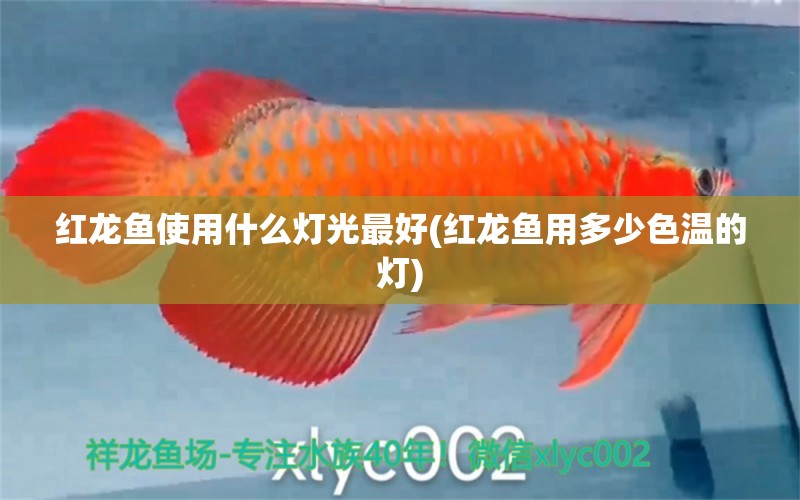 紅龍魚使用什么燈光最好(紅龍魚用多少色溫的燈)