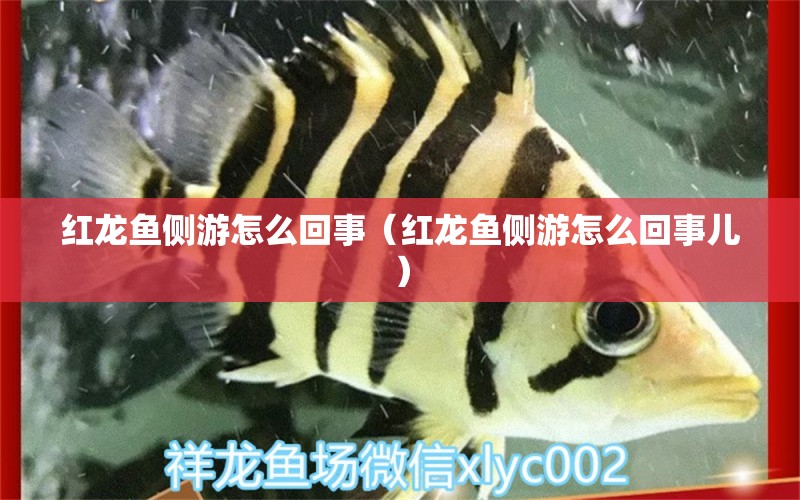 紅龍魚側(cè)游怎么回事（紅龍魚側(cè)游怎么回事兒）