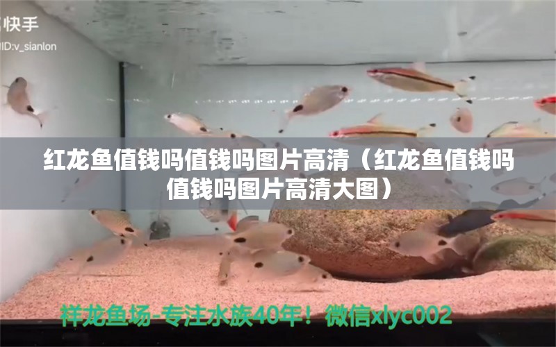 紅龍魚(yú)值錢(qián)嗎值錢(qián)嗎圖片高清（紅龍魚(yú)值錢(qián)嗎值錢(qián)嗎圖片高清大圖） 龍魚(yú)百科