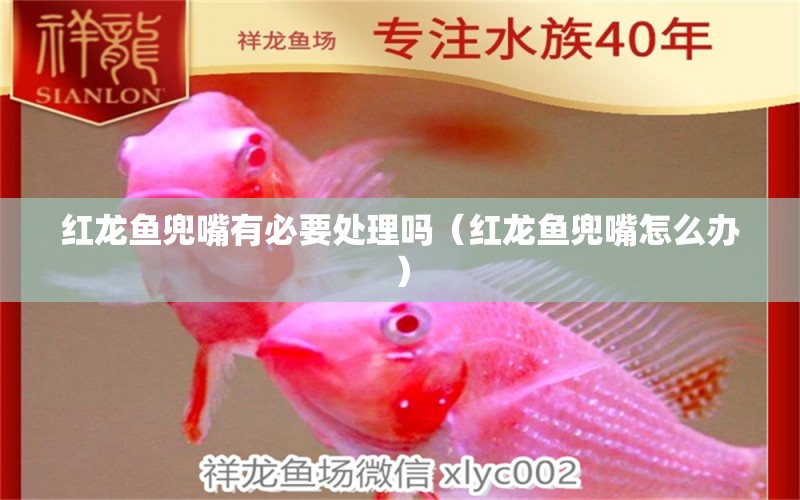 紅龍魚兜嘴有必要處理嗎（紅龍魚兜嘴怎么辦）