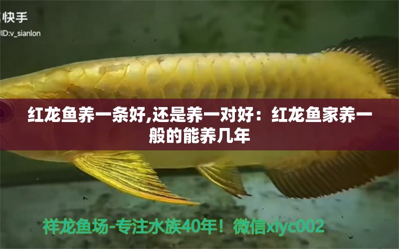 紅龍魚養(yǎng)一條好,還是養(yǎng)一對好：紅龍魚家養(yǎng)一般的能養(yǎng)幾年