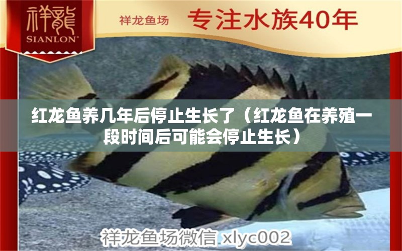 紅龍魚養(yǎng)幾年后停止生長了（紅龍魚在養(yǎng)殖一段時(shí)間后可能會(huì)停止生長） 龍魚百科 第2張