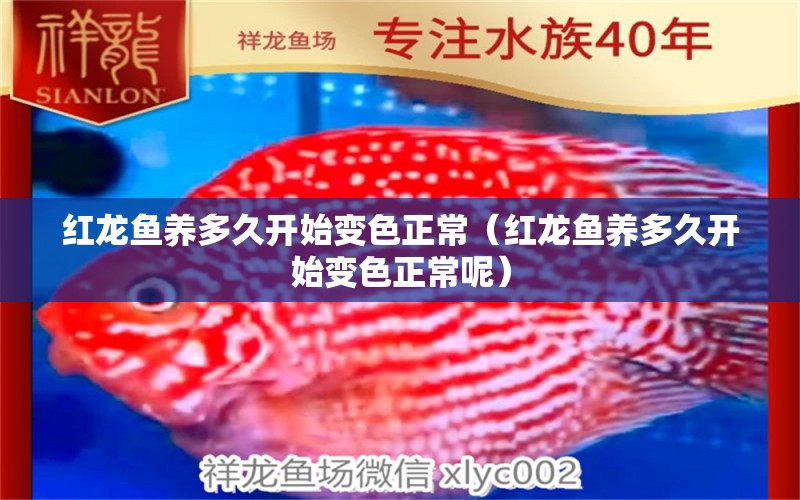 紅龍魚養(yǎng)多久開始變色正常（紅龍魚養(yǎng)多久開始變色正常呢） 印尼紅龍魚