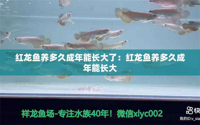 紅龍魚養(yǎng)多久成年能長大了：紅龍魚養(yǎng)多久成年能長大 龍魚百科 第2張