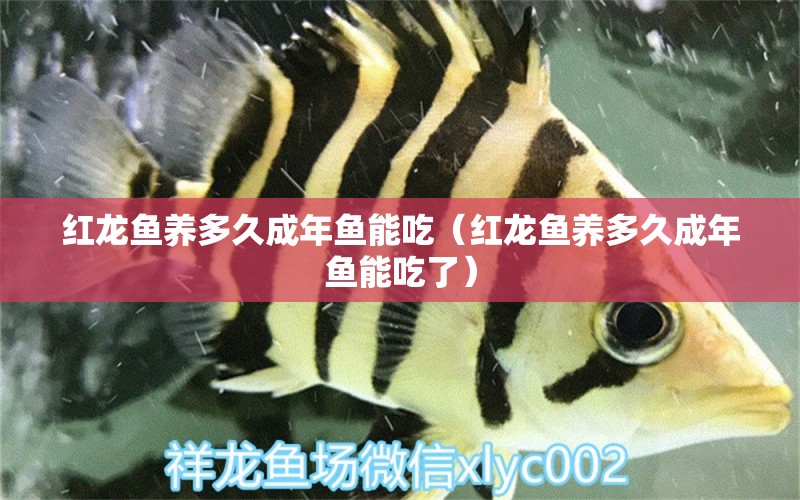 紅龍魚養(yǎng)多久成年魚能吃（紅龍魚養(yǎng)多久成年魚能吃了） 龍魚百科