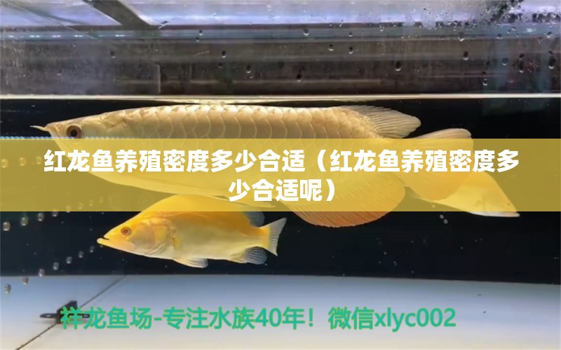 紅龍魚養(yǎng)殖密度多少合適（紅龍魚養(yǎng)殖密度多少合適呢）