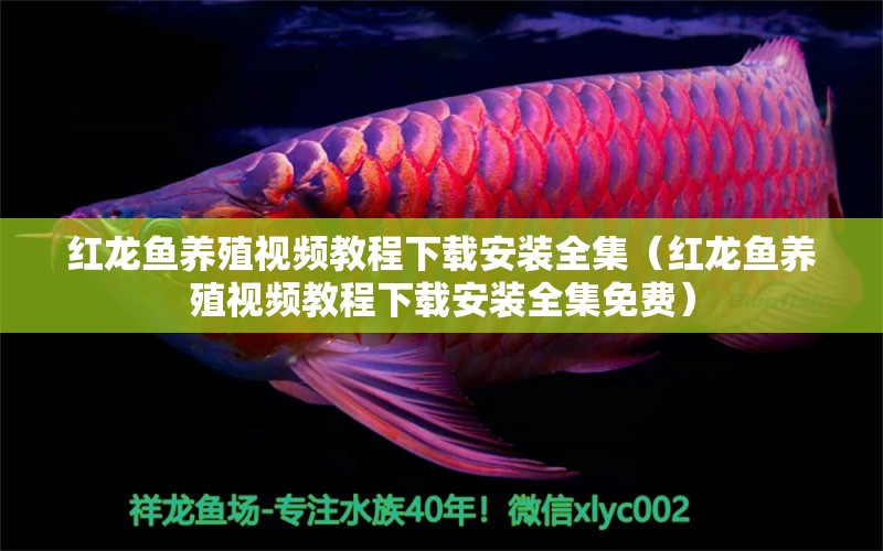 紅龍魚養(yǎng)殖視頻教程下載安裝全集（紅龍魚養(yǎng)殖視頻教程下載安裝全集免費(fèi)） 印尼紅龍魚