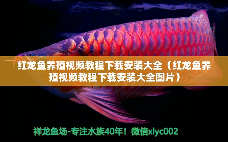 紅龍魚養(yǎng)殖視頻教程下載安裝大全（紅龍魚養(yǎng)殖視頻教程下載安裝大全圖片）