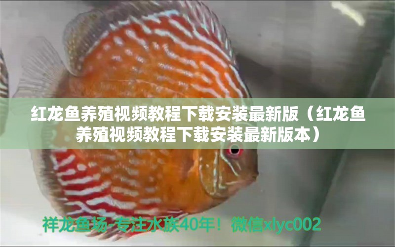 紅龍魚養(yǎng)殖視頻教程下載安裝最新版（紅龍魚養(yǎng)殖視頻教程下載安裝最新版本）