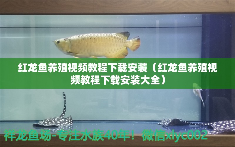 紅龍魚養(yǎng)殖視頻教程下載安裝（紅龍魚養(yǎng)殖視頻教程下載安裝大全）