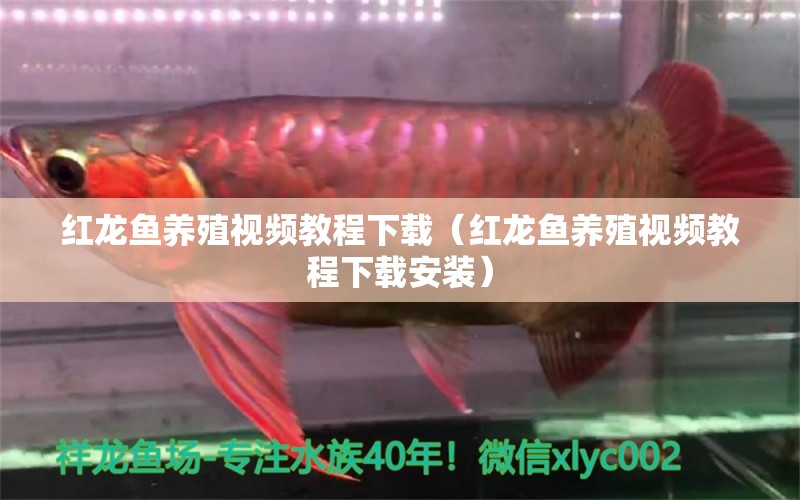 紅龍魚養(yǎng)殖視頻教程下載（紅龍魚養(yǎng)殖視頻教程下載安裝）