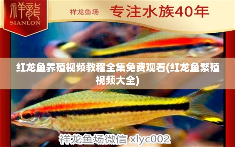 紅龍魚養(yǎng)殖視頻教程全集免費(fèi)觀看(紅龍魚繁殖視頻大全)