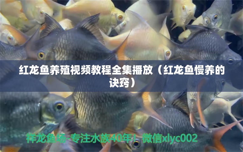 紅龍魚養(yǎng)殖視頻教程全集播放（紅龍魚慢養(yǎng)的訣竅）