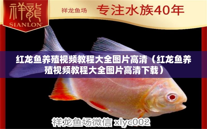 紅龍魚養(yǎng)殖視頻教程大全圖片高清（紅龍魚養(yǎng)殖視頻教程大全圖片高清下載） 印尼紅龍魚