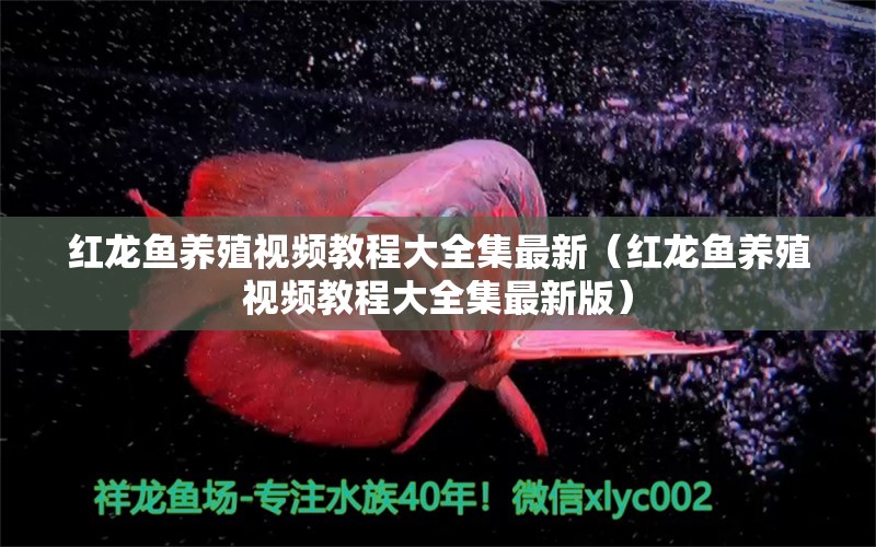 紅龍魚養(yǎng)殖視頻教程大全集最新（紅龍魚養(yǎng)殖視頻教程大全集最新版） 印尼紅龍魚