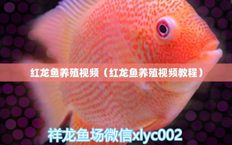 紅龍魚養(yǎng)殖視頻（紅龍魚養(yǎng)殖視頻教程）