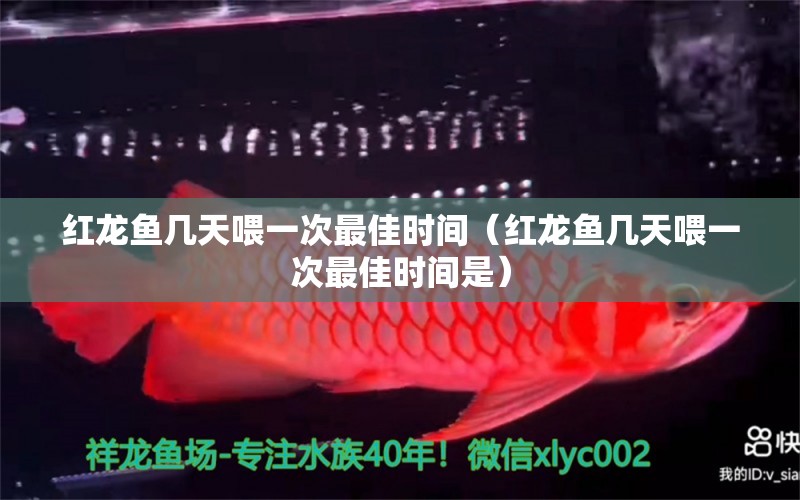 紅龍魚幾天喂一次最佳時間（紅龍魚幾天喂一次最佳時間是）