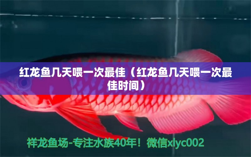 紅龍魚(yú)幾天喂一次最佳（紅龍魚(yú)幾天喂一次最佳時(shí)間）