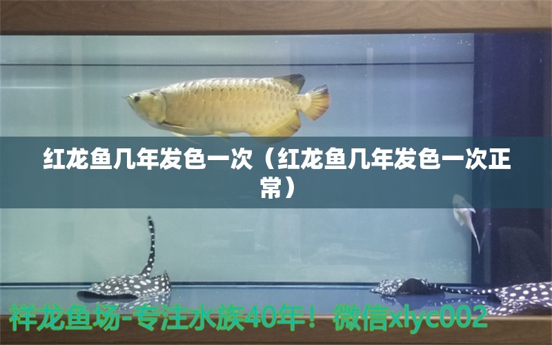 紅龍魚(yú)幾年發(fā)色一次（紅龍魚(yú)幾年發(fā)色一次正常）