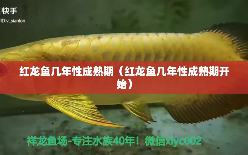 紅龍魚幾年性成熟期（紅龍魚幾年性成熟期開始） 龍魚百科