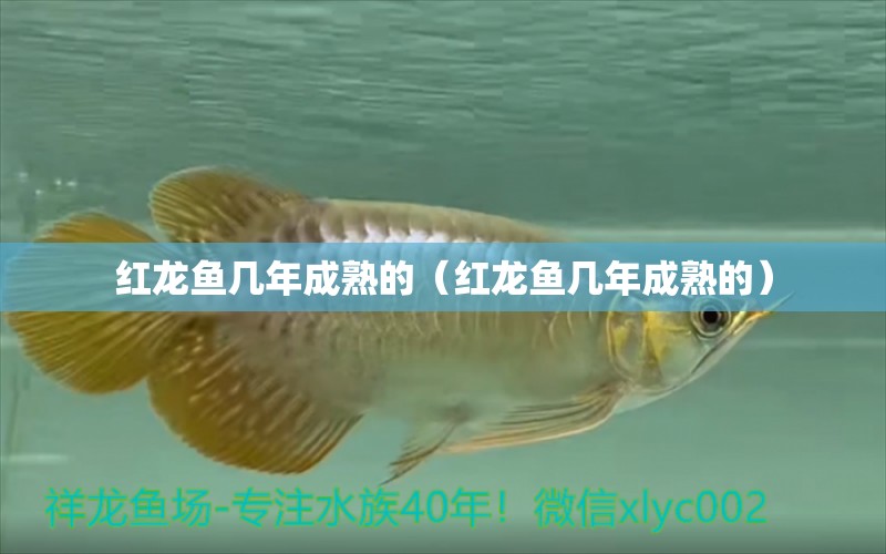 紅龍魚(yú)幾年成熟的（紅龍魚(yú)幾年成熟的） 印尼紅龍魚(yú)