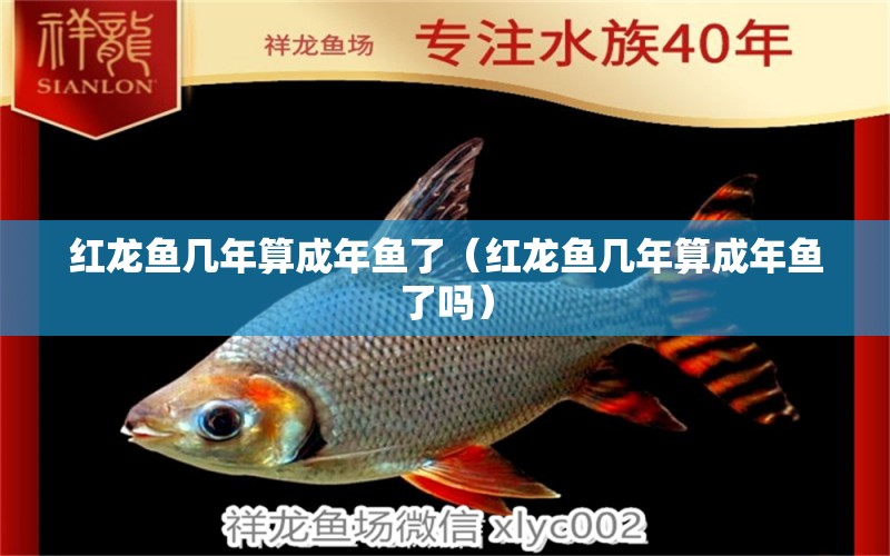 紅龍魚(yú)幾年算成年魚(yú)了（紅龍魚(yú)幾年算成年魚(yú)了嗎） 紅龍魚(yú)魚(yú)糧飼料