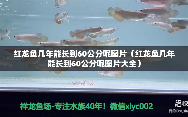 紅龍魚幾年能長到60公分呢圖片（紅龍魚幾年能長到60公分呢圖片大全） 印尼紅龍魚