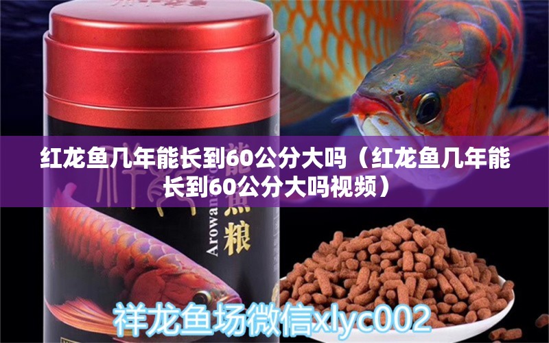 紅龍魚幾年能長到60公分大嗎（紅龍魚幾年能長到60公分大嗎視頻） 印尼紅龍魚