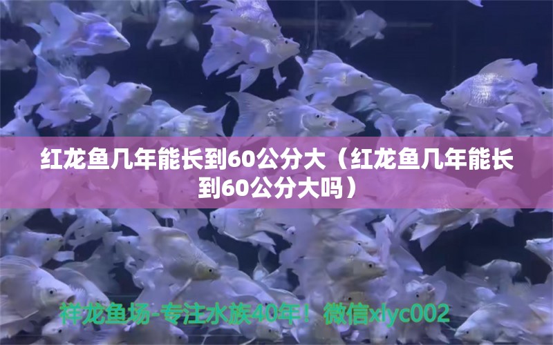 紅龍魚(yú)幾年能長(zhǎng)到60公分大（紅龍魚(yú)幾年能長(zhǎng)到60公分大嗎） 印尼紅龍魚(yú)