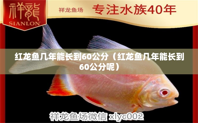 紅龍魚幾年能長到60公分（紅龍魚幾年能長到60公分呢） 印尼紅龍魚