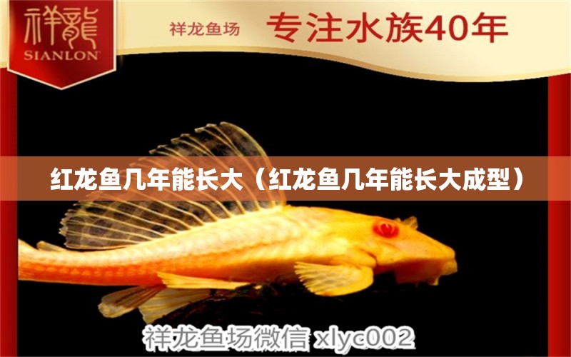 紅龍魚幾年能長(zhǎng)大（紅龍魚幾年能長(zhǎng)大成型） 祥龍水族醫(yī)院