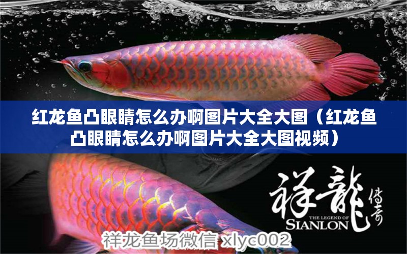 紅龍魚凸眼睛怎么辦啊圖片大全大圖（紅龍魚凸眼睛怎么辦啊圖片大全大圖視頻）