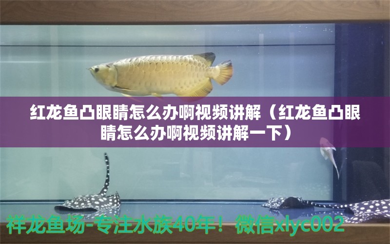 紅龍魚凸眼睛怎么辦啊視頻講解（紅龍魚凸眼睛怎么辦啊視頻講解一下） 印尼紅龍魚