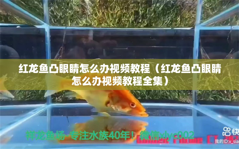 紅龍魚凸眼睛怎么辦視頻教程（紅龍魚凸眼睛怎么辦視頻教程全集） 龍魚百科