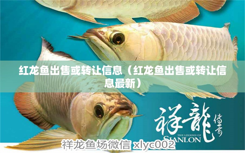 紅龍魚出售或轉讓信息（紅龍魚出售或轉讓信息最新）