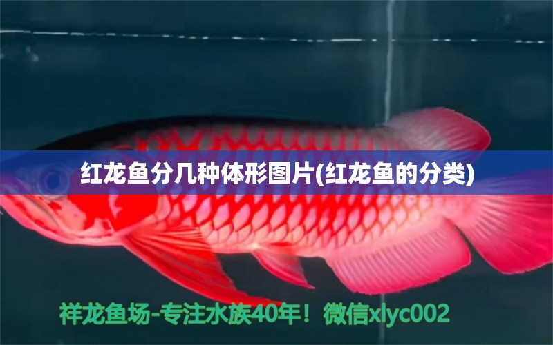 紅龍魚分幾種體形圖片(紅龍魚的分類) 祥龍魚藥系列