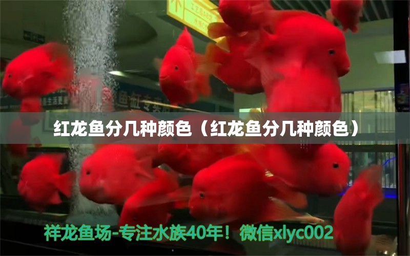 紅龍魚分幾種顏色（紅龍魚分幾種顏色） 祥龍傳奇品牌魚缸