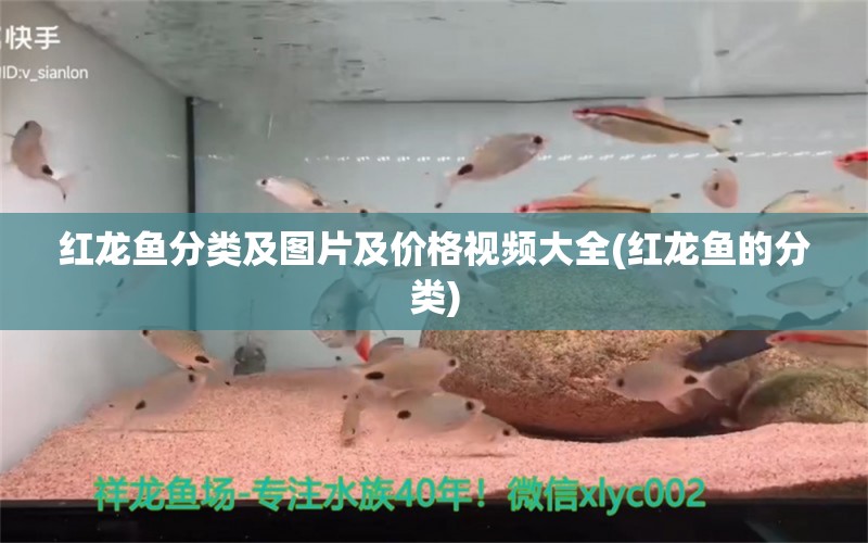 紅龍魚分類及圖片及價格視頻大全(紅龍魚的分類) 羅漢魚批發(fā)