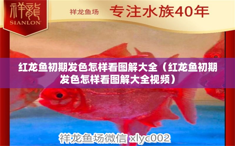 紅龍魚(yú)初期發(fā)色怎樣看圖解大全（紅龍魚(yú)初期發(fā)色怎樣看圖解大全視頻）