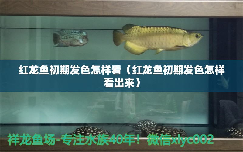 紅龍魚(yú)初期發(fā)色怎樣看（紅龍魚(yú)初期發(fā)色怎樣看出來(lái)）