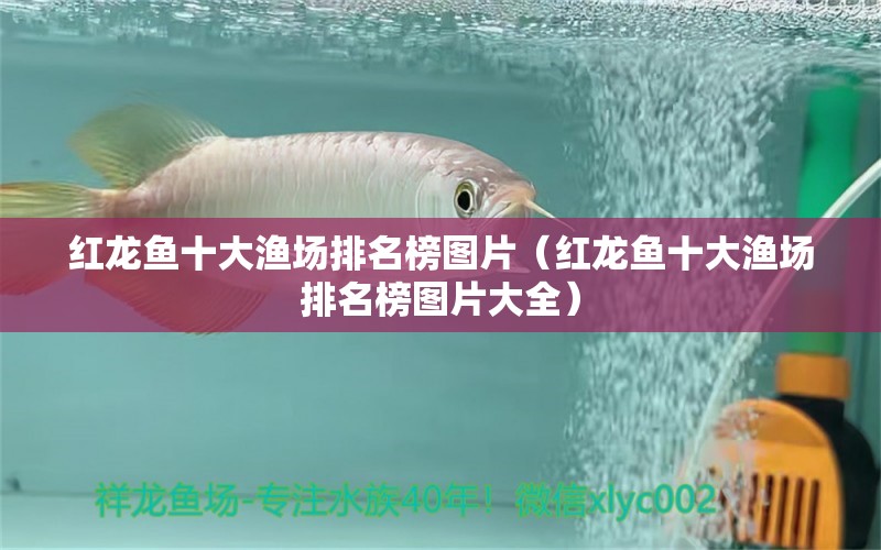 紅龍魚(yú)十大漁場(chǎng)排名榜圖片（紅龍魚(yú)十大漁場(chǎng)排名榜圖片大全）