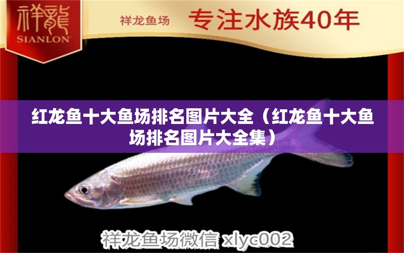 紅龍魚十大魚場排名圖片大全（紅龍魚十大魚場排名圖片大全集） 印尼紅龍魚