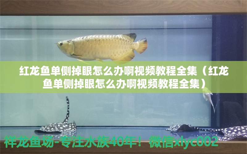 紅龍魚單側(cè)掉眼怎么辦啊視頻教程全集（紅龍魚單側(cè)掉眼怎么辦啊視頻教程全集）