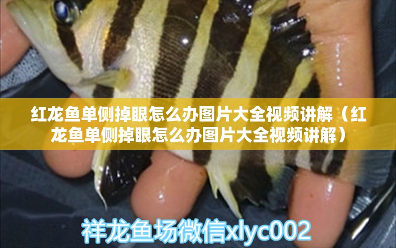 紅龍魚單側(cè)掉眼怎么辦圖片大全視頻講解（紅龍魚單側(cè)掉眼怎么辦圖片大全視頻講解）