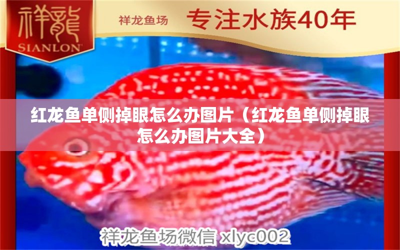 紅龍魚單側掉眼怎么辦圖片（紅龍魚單側掉眼怎么辦圖片大全）