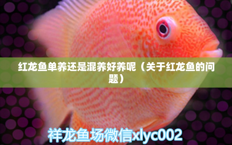 紅龍魚單養(yǎng)還是混養(yǎng)好養(yǎng)呢（關(guān)于紅龍魚的問題） 水族問答 第1張