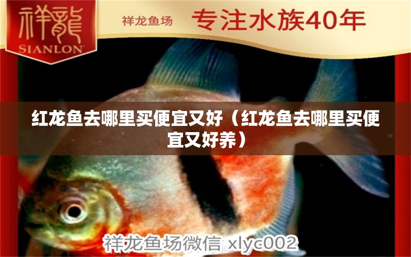 紅龍魚去哪里買便宜又好（紅龍魚去哪里買便宜又好養(yǎng)） 網(wǎng)上購買觀賞魚